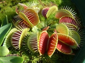 venus flytrap